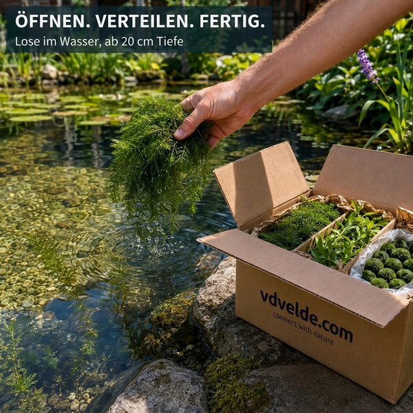 Eine Hand setzt Teichpflanzen aus einem Versandkarton von vdvelde.com in einen Gartenteich ein, geeignet für eine Wassertiefe ab 20 Zentimeter.
