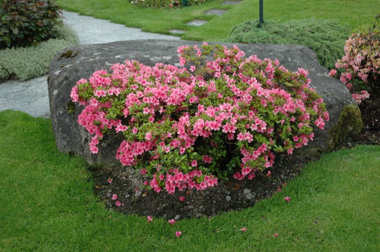Rhododendron obtusum 'Rosa', Azalee, rosa Blüten, 20–25 cm