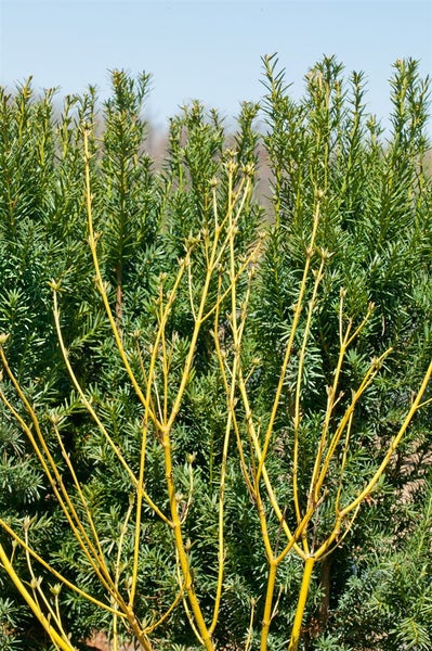 Cornus stolonifera 'Flaviramea', Gelbholz-Hartriegel, 80–100 cm