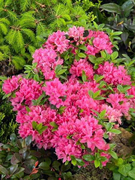 Azaleenstrauch mit pinkfarbenen Blüten im Garten