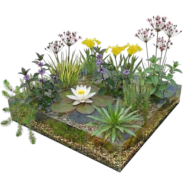 Wasserpflanzen-Set für den Miniteich mit Seerose, Sumpf-Schwertlilie und weiteren Teichpflanzen in einem quadratischen Gefäß.