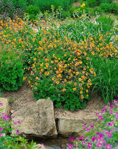 Geum x heldreichii 'Georgenberg', Nelkenwurz, orange, ca. 9x9 cm Topf