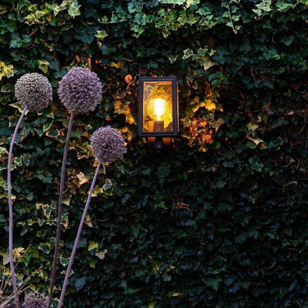 Moderne rechteckige Außenwandleuchte mit Glasgehäuse und leuchtendem Leuchtmittel an einer Efeuwand, Allium-Blüten im Vordergrund.