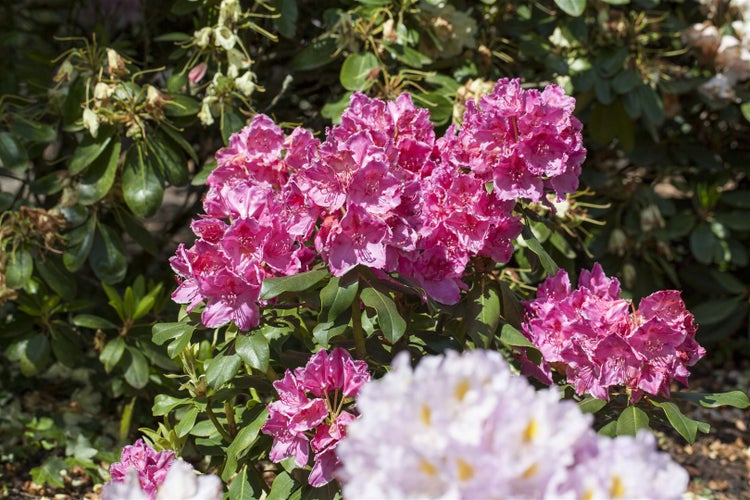 Rhododendron Hybr. 'Claudine', rosa Blüten, 30–40 cm