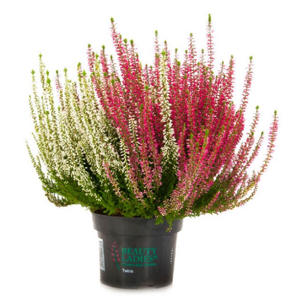 Besenheide Calluna vulgaris Beauty Ladies Twins mit rosa und weißen Blüten im schwarzen Kunststofftopf.