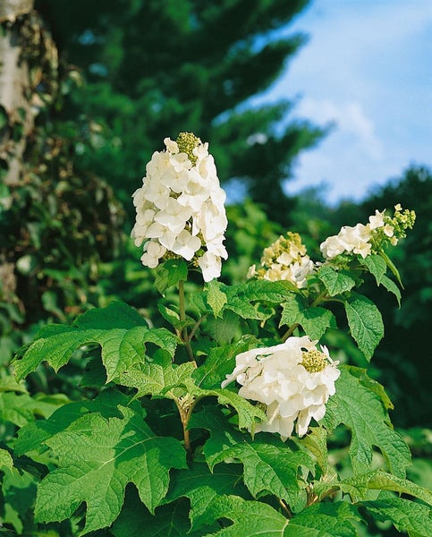 Hydrangea quercifolia 'Snow Queen', Eichenblatthortensie, weiß, 40–60 cm