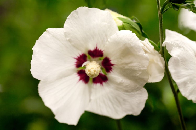 Hibiscus syriacus 'Hamabo', Roseneibisch, rosa Blüten, 80–100 cm