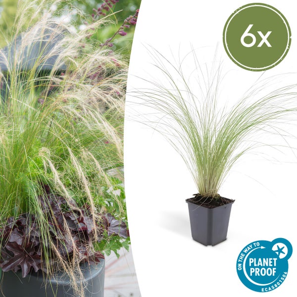 Mexikanisches Federgras Stipa tenuissima im 6er-Set, Pflanze im Topf und Anwendungsbeispiel mit Planet Proof Siegel.