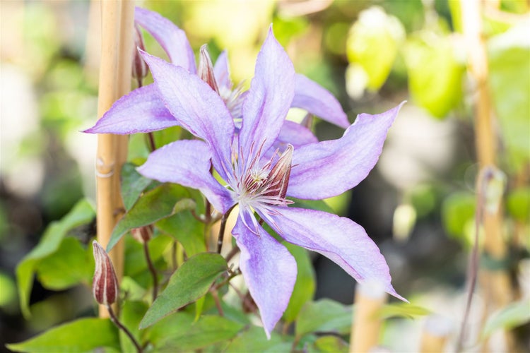 Clematis Hybride 'Jackmanii', Waldrebe, violett, 60–100 cm