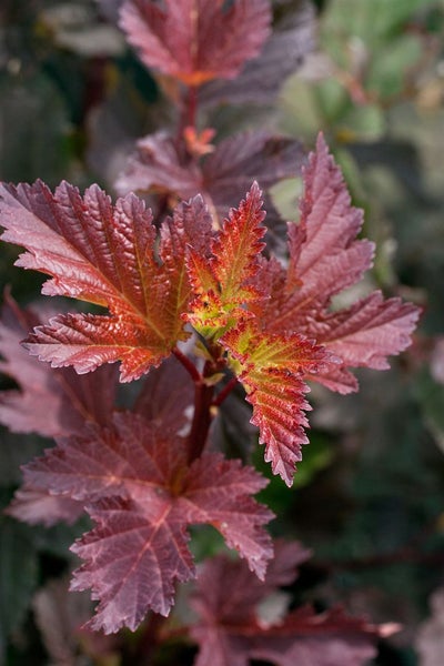 Physocarpus opulifolius 'Diable d'Or', Fasanenspiere, 60–80 cm, rotlaubig