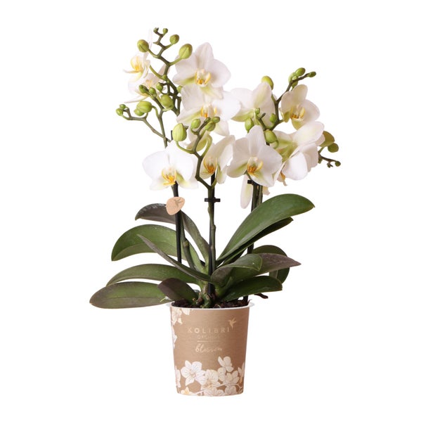 Kolibri Orchids Weiße Phalaenopsis-Orchidee Lausanne Topfgröße 9cm Blühende Zimmerpflanze frisch vom Züchter