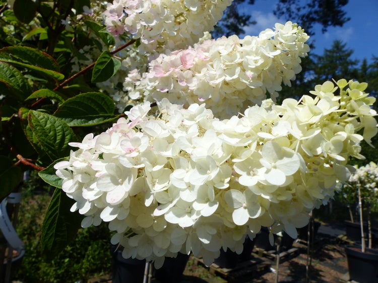 Rispenhortensie Hydrangea paniculata mit großen, kegelförmigen weißen Blütenrispen und grünen Blättern.