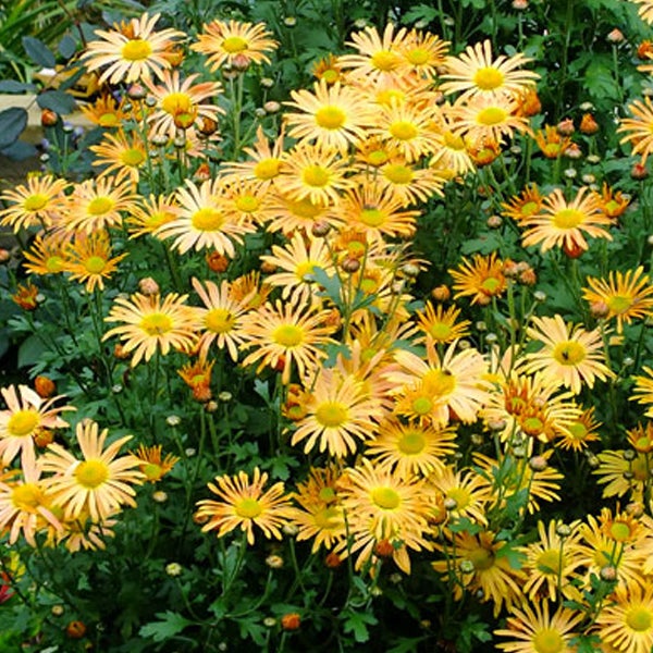 Blühende Chrysanthemen im Garten
