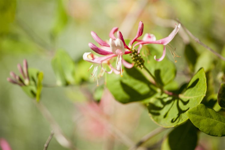 Lonicera heckrottii 'Goldflame', Geißblatt, rosa-gelb, 80–100 cm