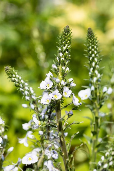 Nahaufnahme einer Ehrenpreis-Pflanze im Garten.