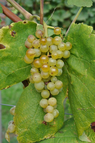 Eine reife Traube mit hellen Weinbeeren und grünen Weinblättern am Rebstock.