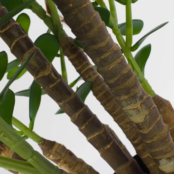 Nahaufnahme der holzigen Stämme einer Geldbaum Zimmerpflanze mit grünen Blättern.