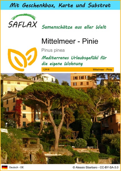 SAFLAX Geschenk Set - Mittelmeer - Pinie - Pinus pinea - 6 Samen - Mit Geschenkbox, Versandaufkleber, Geschenkkarte und Anzuchtsubstrat