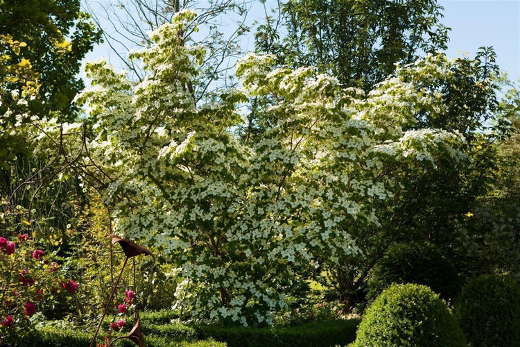 Cornus kousa chinensis, Chinesischer Blumen-Hartriegel, 80–100 cm