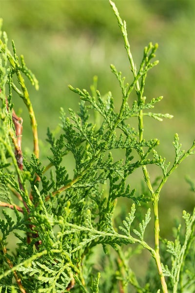 Thuja occidentalis 'Brabant', Lebensbaum, 175–200 cm