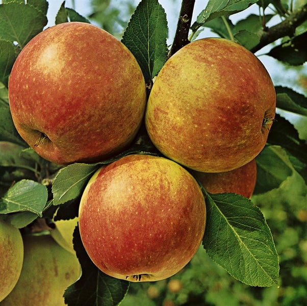 Drei reife Äpfel an einem Zweig eines Apfelbaums mit Blättern.