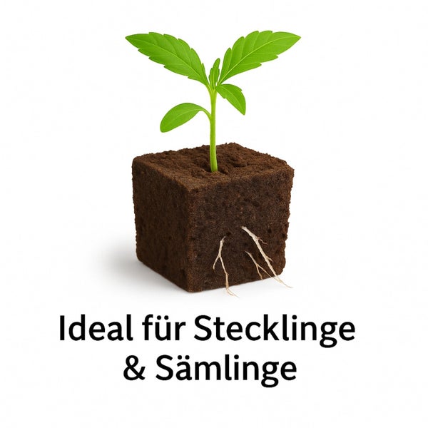 Anzuchtwürfel mit Pflanze und Wurzeln, ideal für Stecklinge und Sämlinge