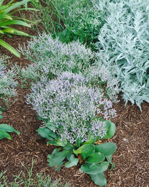 Limonium latifolium, Meerlavendel, blauviolett, ca. 9x9 cm Topf
