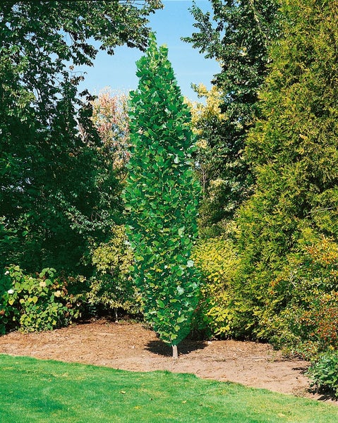 Säulen-Tulpenbaum Liriodendron tulipifera Fastigiatum mit säulenförmiger Krone in einem Garten.