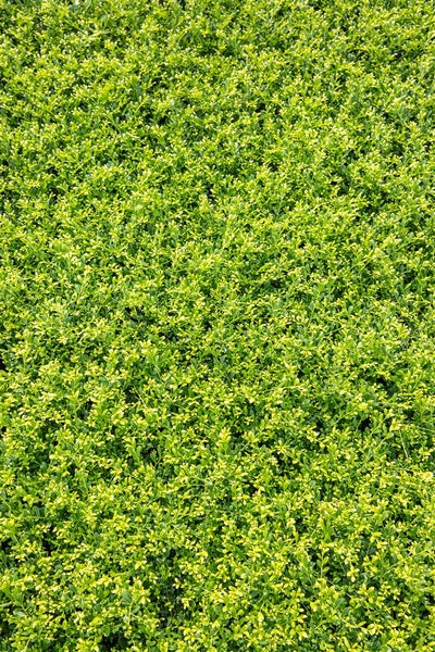 Ilex crenata 'Stokes', Japanische Stechpalme, immergrün, 40–60 cm