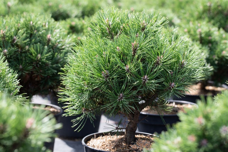 Pinus uncinata 'Heideperle', Berg-Kiefer, kompakt, 20–25 cm