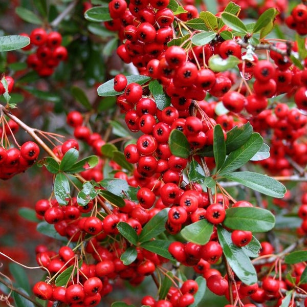 Nahaufnahme eines Feuerdorns mit roten Beeren und grünen Blättern.