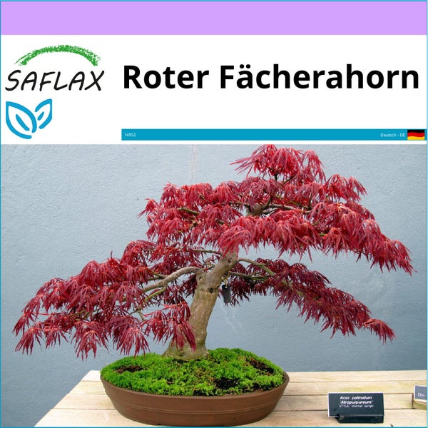 SAFLAX  - Roter Fächerahorn - Acer palmatum atropurpureum - 20 Samen