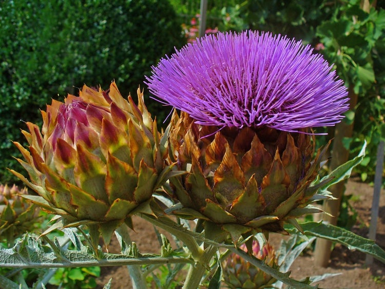 SAFLAX Garden to go - Spanische Artischocke - Cynara cardunculus - 50 Samen - Mit Topf, Klima - Deckel und Anzuchtsubstrat