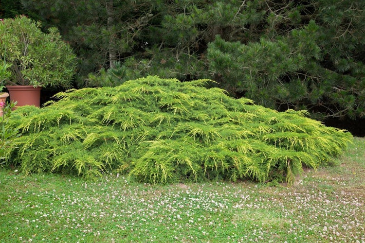 Juniperus media 'Goldkissen', gelbgrün, 25–30 cm