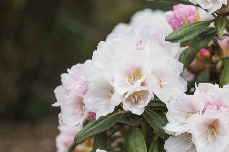 Nahaufnahme von Rhododendronblüten