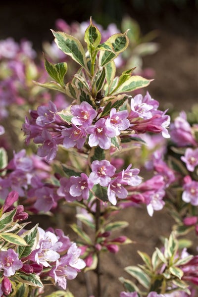 Weigela florida 'Magical Rainbow', Weigelie, buntes Laub, 30–40 cm