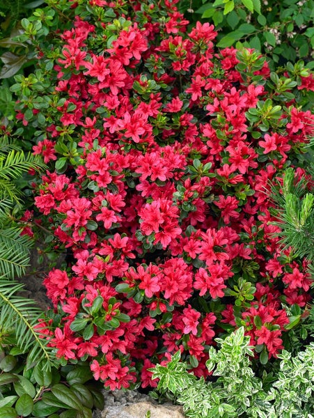 Rhododendron obtusum 'Hino-crimson', leuchtend rot, 20–25 cm