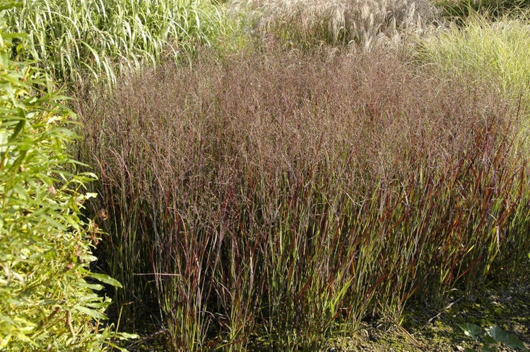 Panicum virgatum 'Heiliger Hain', Rutenhirse, ca. 9x9 cm Topf