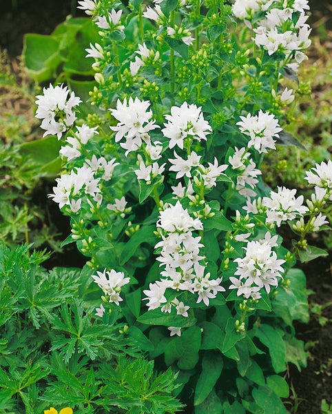Campanula glomerata 'Alba', weiße Glockenblume, ca. 9x9 cm Topf