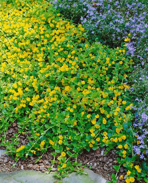 Bodendeckerpflanzen mit grünen Blättern und gelben Blüten im Gartenbeet
