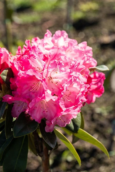 Rhododendron yakushimanum 'Morgenrot', rosa Blüten, 30–40 cm