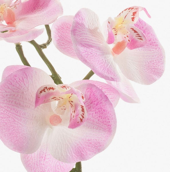 Detailansicht einer Orchidee mit grünen Blättern, Stängel und Luftwurzeln in einem Topf.