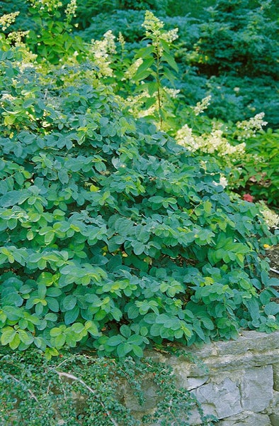 Üppiger Strauch mit grünen Blättern im Garten
