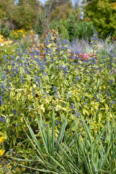 Caryopteris clandonensis 'Summer Sorbet', Bartblume, buntlaubig, 40–60 cm