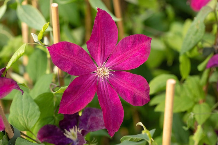 Clematis Hybride 'Rouge Cardinal', Waldrebe, rot, 40–60 cm