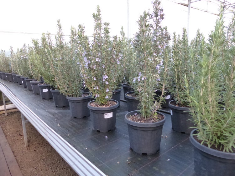 3 Stück echter Rosmarin Officinalis 50-60 cm Höhe, XL Busch Ø 20-30 cm, stehend, winterhart Kräuter