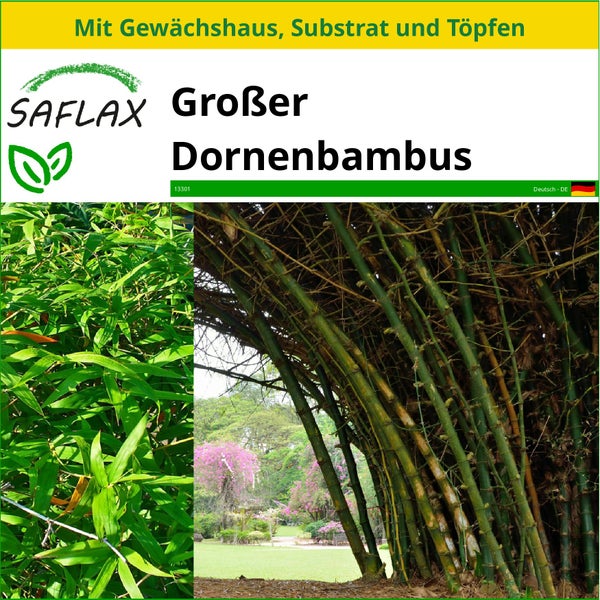 SAFLAX Anzucht Set - Großer Dornenbambus - Dendrocalamus arundinacea - 50 Samen - Mit Mini-Gewächshaus, Anzuchtsubstrat und 2 Töpfen