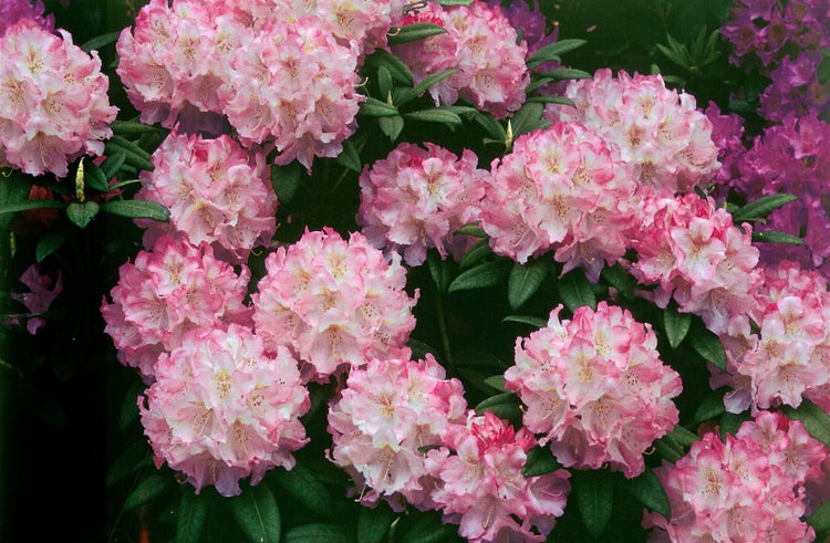 Rhododendron Hybr. 'Brigitte', Rhododendron, rosa Blüten, 40–50 cm