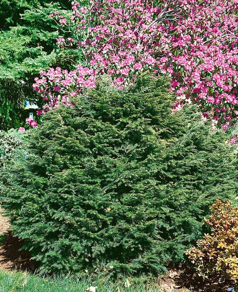 Tsuga canadensis, Kanadische Hemlocktanne, 40–60 cm