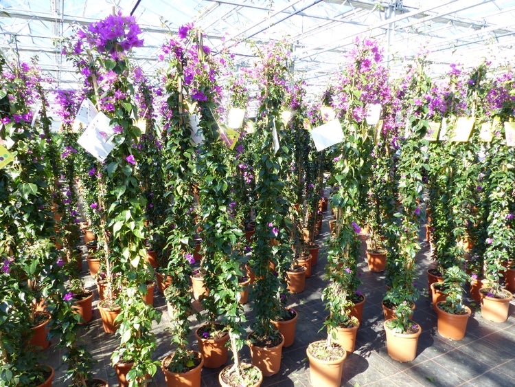 Reihen von kletternden Bougainvillea-Pflanzen mit lila Blüten in Terrakotta-Töpfen in einem hellen Gewächshaus.